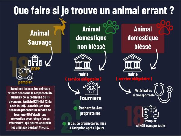 Conseils pour animal errant