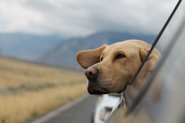 Chien qui regarde par la fenêtre