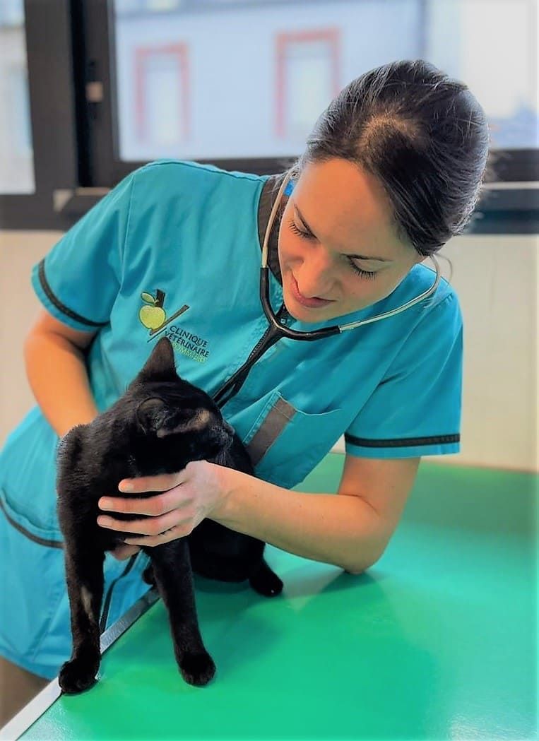 chat noir controle